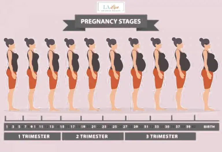 First Trimester (Weeks 1–12): Early Changes You Might Not Notice Moss Side